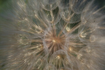 dandelion