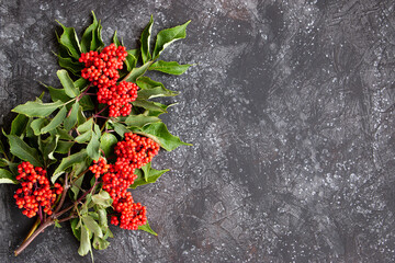 Branch with red berries and green leaves on a dark background, copy space for text.