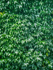 background of green leaves