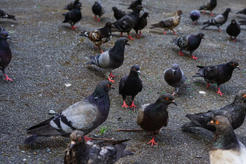 Pigeons walk on the asphalt path