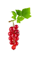 Red currant  isolated on white background with clipping path