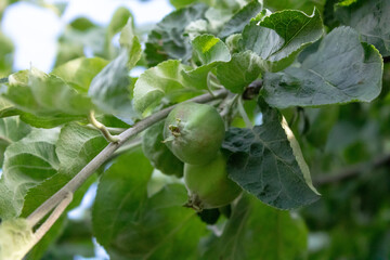 Unripe fruits of apples on apple tree branches with green leaves.