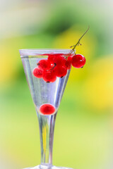 Red berries as spice in a snaps