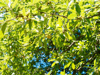 (Quercus cerris) Feuillage dense vert sombre du chêne chevelu ou chêne de Bourgogne aux fruits ou...