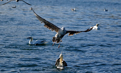 Gannets diving for fish in the North sea off the Yorkshire cost
