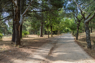 lonely path with trees on a forest trail in  Las Navas del Marques, porvince de Avila. Spain