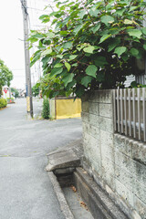 道路に飛び出た木