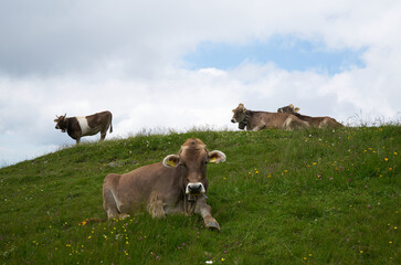 cow facing the camera on a mountain ridge in the bavarian alps