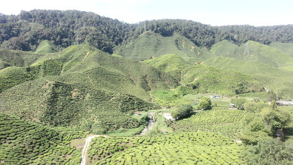 Fototapeta na wymiar green tea plantation in cameron highlands