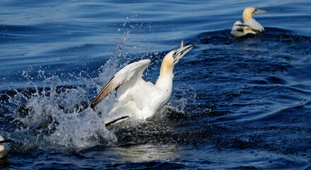 Gannets diving for fish in the North sea off the Yorkshire cost