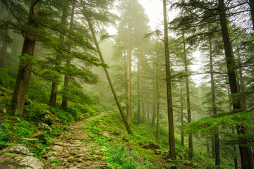 View enroute to Triund trekking trail at Mcleodganj, Dhramshala, Himachal Pradesh, India.