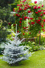 beautiful formal garden with blue spruce tree and roses