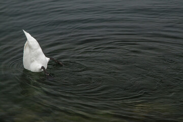swan on the lake head in the water