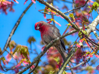 rose finch
