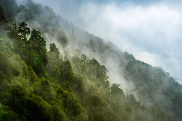 Forested mountain slope with the evergreen conifers shrouded in mist in a scenic landscape view at Mcleod ganj, Himachal Pradesh, India.