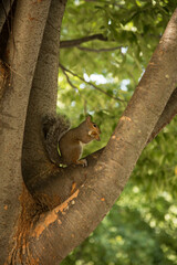 squirrel on tree