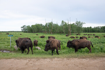 Naklejka na ściany i meble [Plains bison]プレーンズバイソンの群れ