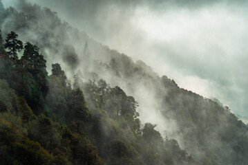 Forested mountain slope with the evergreen conifers shrouded in mist in a scenic landscape view at Mcleod ganj, Himachal Pradesh, India.