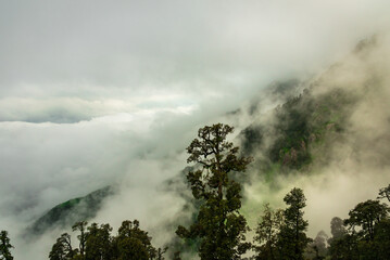 Forested mountain slope with the evergreen conifers shrouded in mist in a scenic landscape view at Triund, Mcleod ganj, Himachal Pradesh, India.