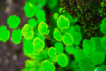 Selective focus water drops on green leaf. Dew after rain with blurry background, beautiful fresh morning  at high altitude alpine region of himalayas. Spring landscape blurry natural background.