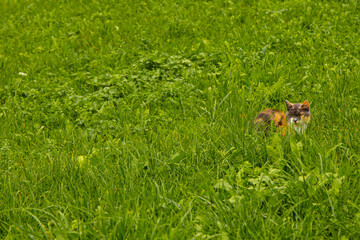tiger cat in grass