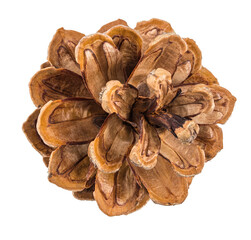 Pinecone isolated on white background with clipping path