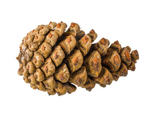 Pinecone isolated on white background with clipping path
