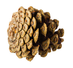Pinecone isolated on white background with clipping path
