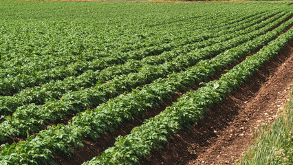 Fototapeta na wymiar Rows of potato plants in a field