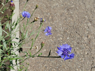 cornflower flower on asphalt background. flowerbed with flowers. garden