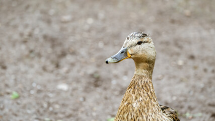 Close up of a Female mallard duck