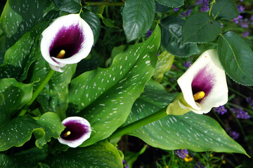 Calla, Zantedeschia