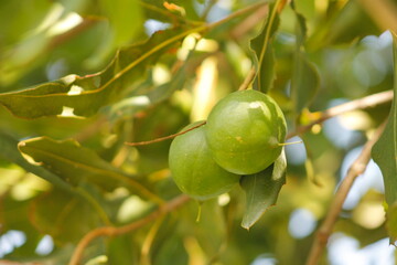 macadamia nut on tree showing its green shell among foliage