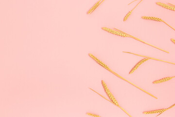 Border frame made of wheat spikelets on a pink pastel background. Top view of dried plants.