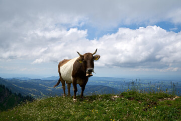 Fototapeta na wymiar cow facing the camera on a mountain ridge in the bavarian alps