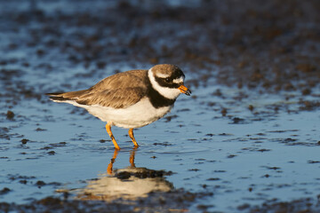 Common ringed plover (Charadrius hiaticula)