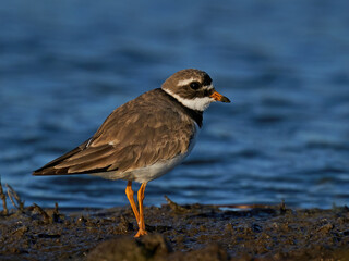 Common ringed plover (Charadrius hiaticula)