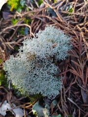 
lichen tree