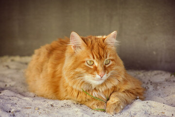 A ginger cat sitting on a pile of sand against a wall