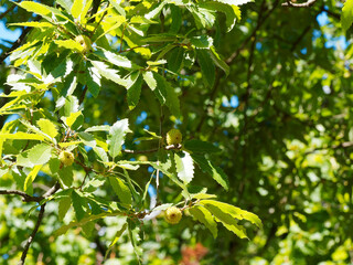 (Quercus cerris) Feuillage dense vert sombre du chêne chevelu ou chêne de Bourgogne aux fruits ou...