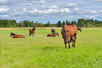 Horses are resting in pasture. Aland Islands