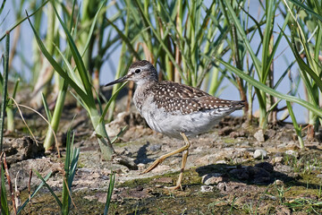 Wood sandpiper (Tringa glareola)
