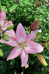 Pink lily flower in the garden