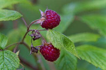 Himbeeren, Himbeerstrauch im Garten, Macro