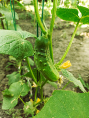 Cucumber plant with yellow flowers. Juicy macro of fresh vegetables on a background of leaves in the garden.