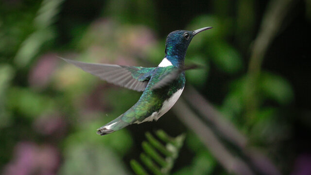 hummingbird in flight
