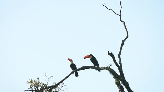 Tropical birds toco toucan couple played playing on a jungle branch. High quality video of colorful birds of the rain forest