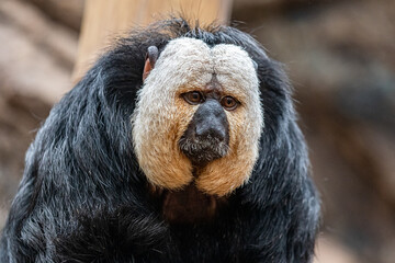 Male Saki Monkey at Furuvik Zoo