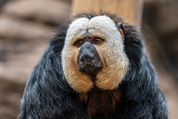 Male Saki Monkey at Furuvik Zoo