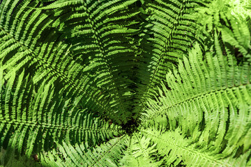 Fern in the forest as a background. Flower plants outdoors. Beautiful green color.